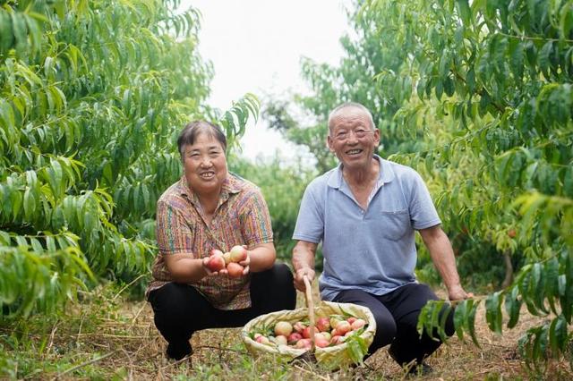 陕西淳化油桃上线阿里社区电商，当地果农每亩多卖3000多元