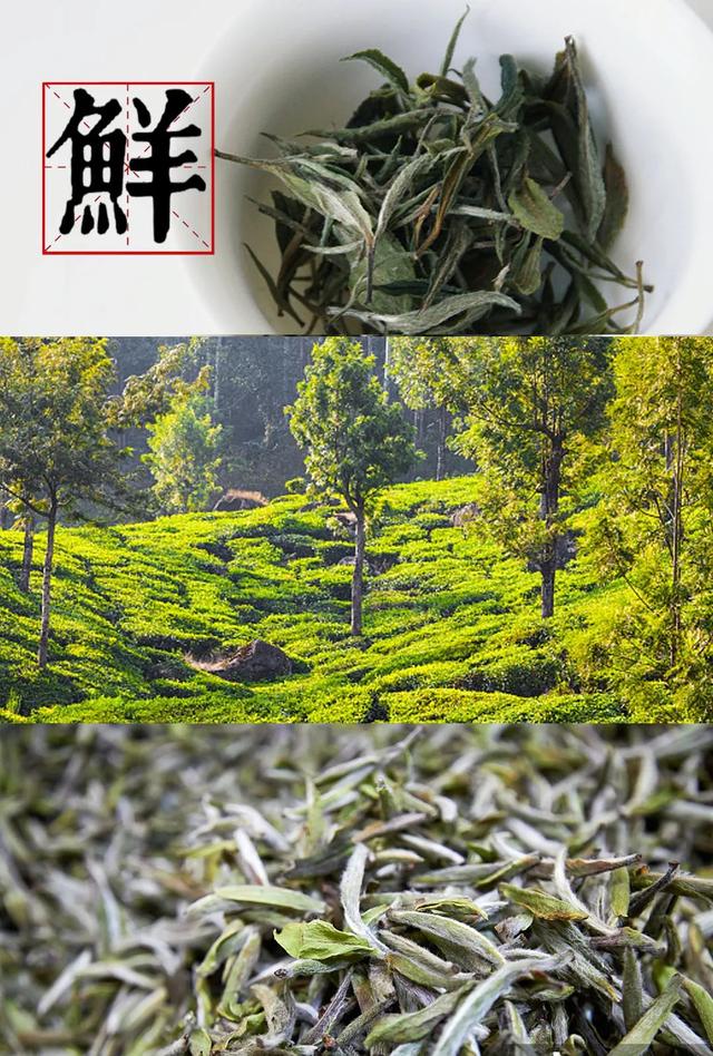 建瓯印刷机械展哪家好