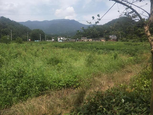 梧州叶轮洗砂机价格