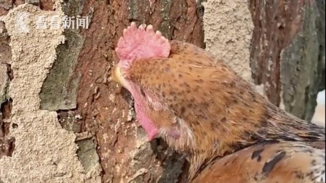 男子用鸡治树上白蚁 网友：这是自助餐