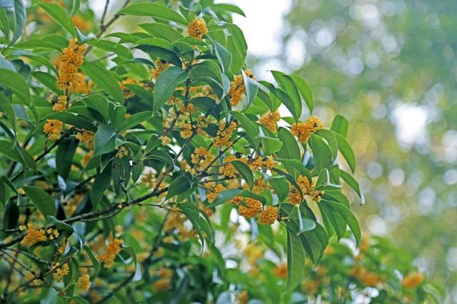 桂花什么时候开 桂花什么时候开（春桂花什么时候开） 生活