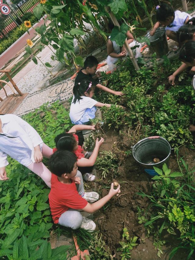 寿光圣城中学幼儿园：哪怕是一株狗尾草都是一个课程资源