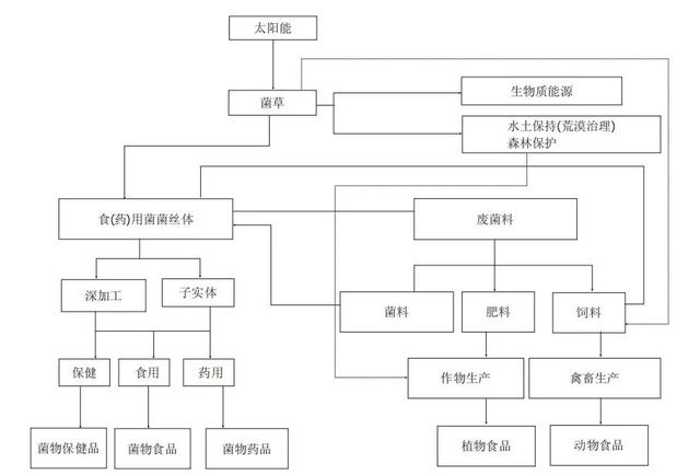 阿魏菇价格图片