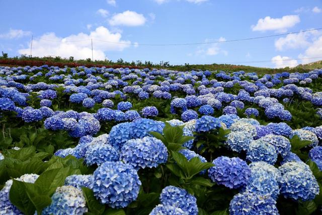 南国山花 全国活体种类最多的蔷薇属植物保育基地 今日热点