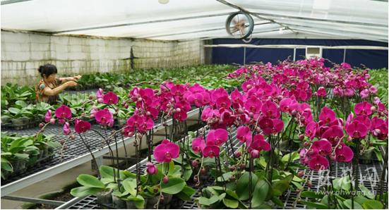 芬芳蝴蝶兰绽放企业发展新 花 样 全网搜