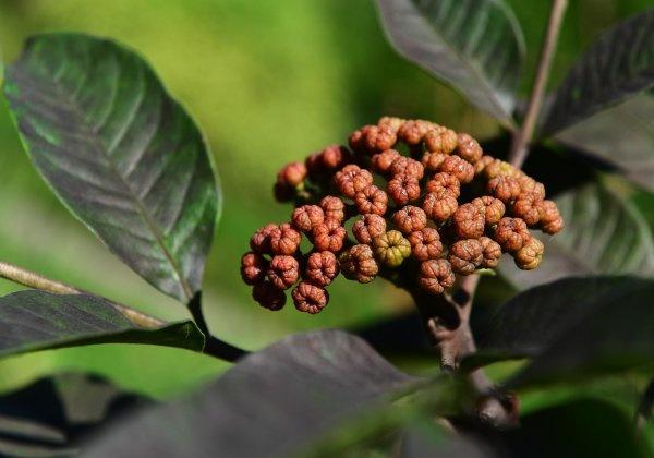 茱萸图片 茱萸图片（吴茱萸图片） 生活