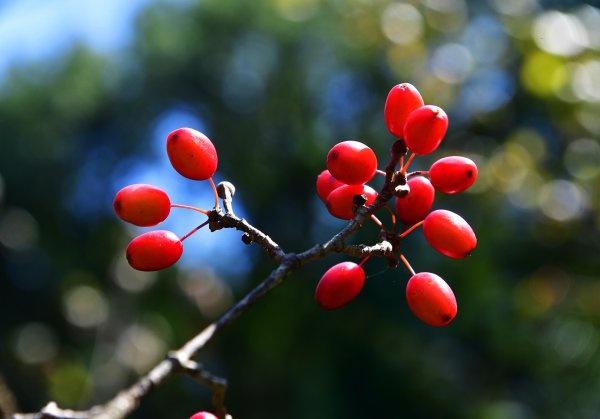 茱萸图片 茱萸图片（吴茱萸图片） 生活