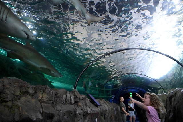 悉尼水族馆重新开放