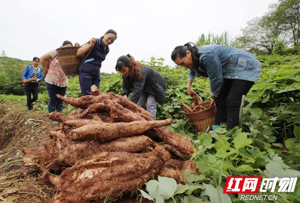 张家界特产