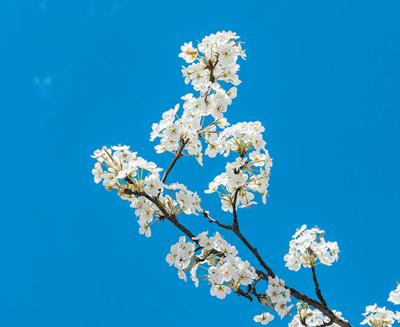 梨树，甜了一方山水