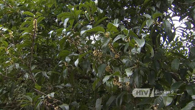 桂花什么时候开