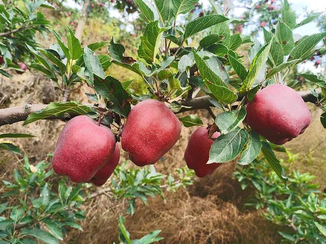 山东苹果品尝指南丨“全球最好吃”苹果开售，发货地：山东2