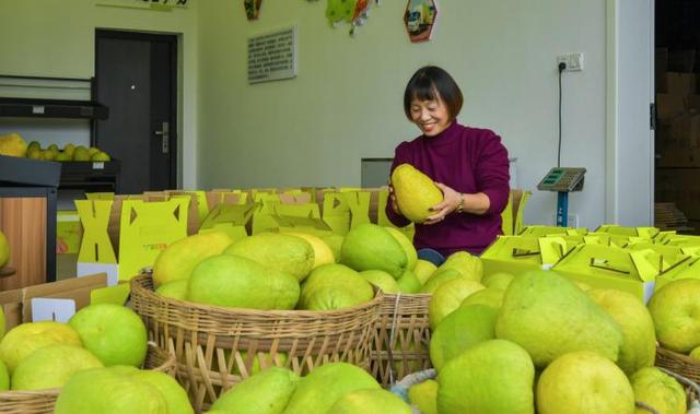 广安龙安柚丰收在即，预订火爆——“柚”是果味飘香时3