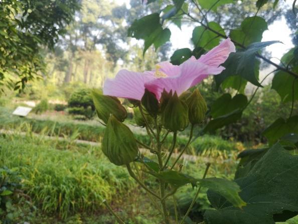 木芙蓉图片