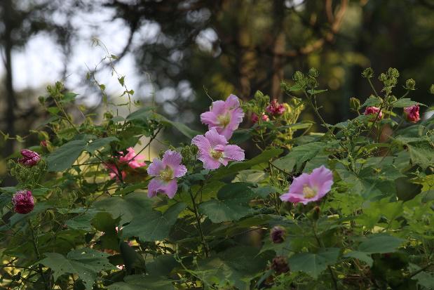 木芙蓉图片