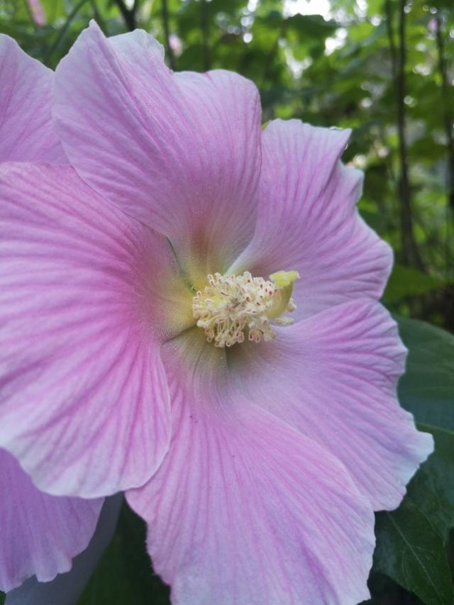 木芙蓉花