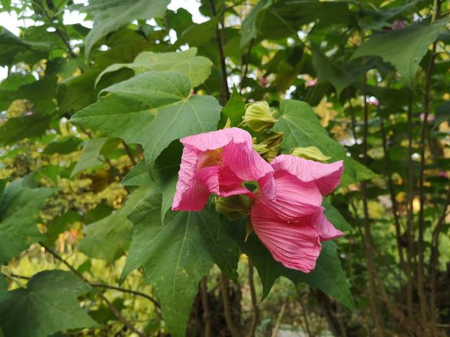 木芙蓉图片