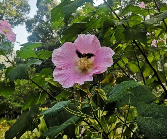 木芙蓉图片