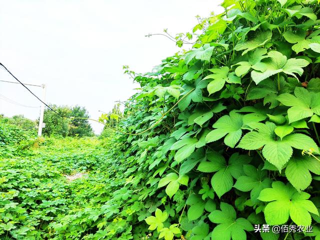 草甘膦价格已涨至“天花板”，农民除草成本增加，农资涨价潮来了5