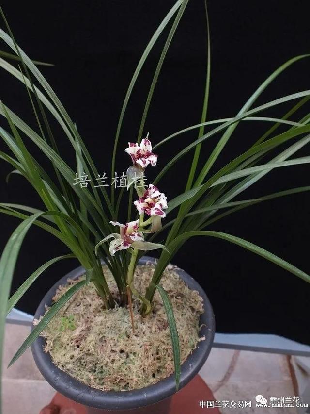 莲瓣兰 南国牡丹 Zh中文网