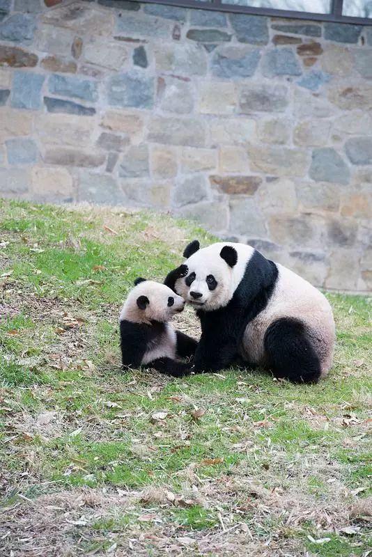 熊猫图片大全