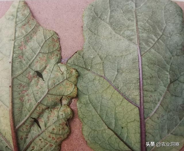 茄子植保：叶霉病与叶斑病两种病害发病症状、原因及防治措施详述2