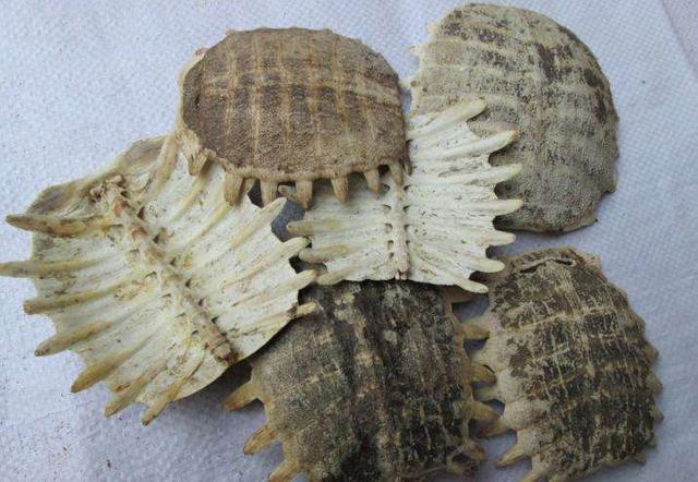 鳖肉(鳖肉的功效与作用) - 天星聚