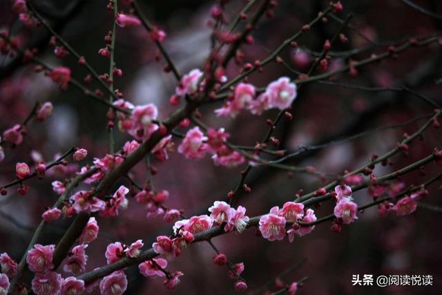 梅花的精神 梅花的精神（梅花的精神和品质） 科普