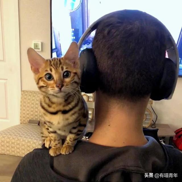 豹猫图片