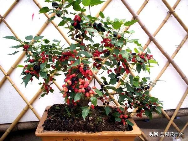 亳州干式洗砂机哪家好
