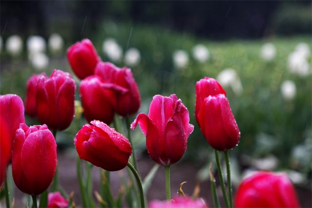 郁金香的花语