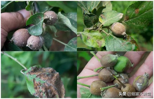 入夏雨水频繁 打好苹果套袋前第三遍药4