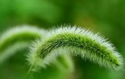 50种浪漫鲜花花语大全 50种浪漫鲜花花语大全（50种浪漫鲜花花语大全图片） 生活