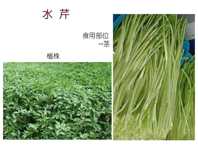 水生植物 水生植物（水生植物种植施工方案） 生活