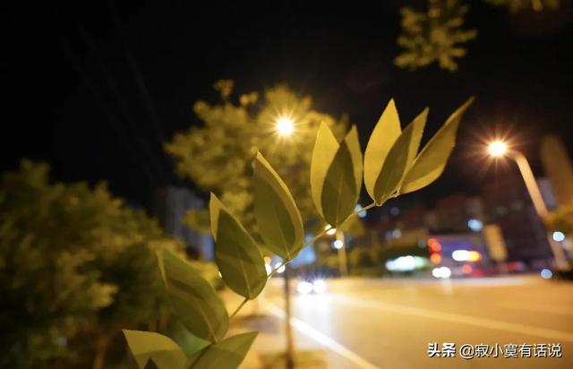 九月份的秋夜 虫鸣阵阵 凉风习习 Zh中文网