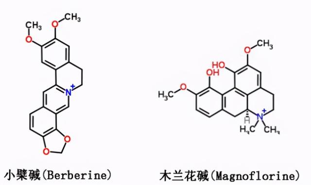 被子植物