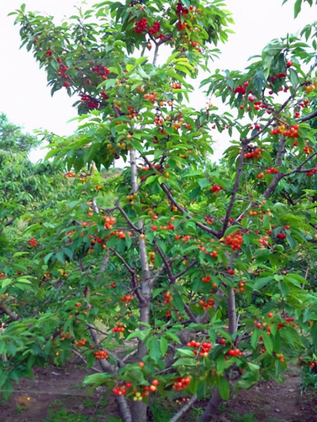 黄晶果 黄晶果（黄晶果口感） 生活