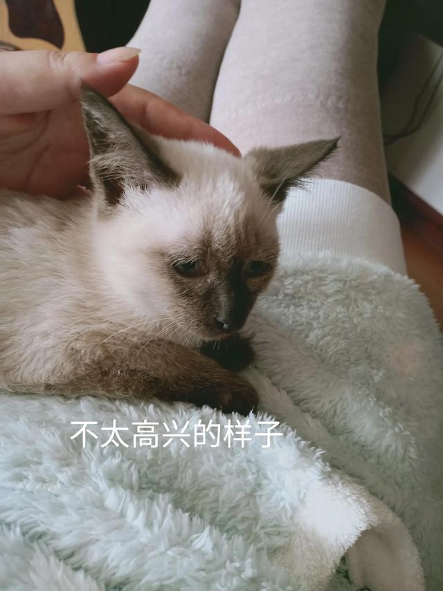 不吃猪肉牛肉，70%的印度人喜欢吃素食，u201c恶果u201d却在慢慢浮现_文化_外国_ 