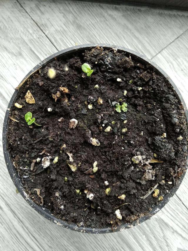 含羞草怎么养