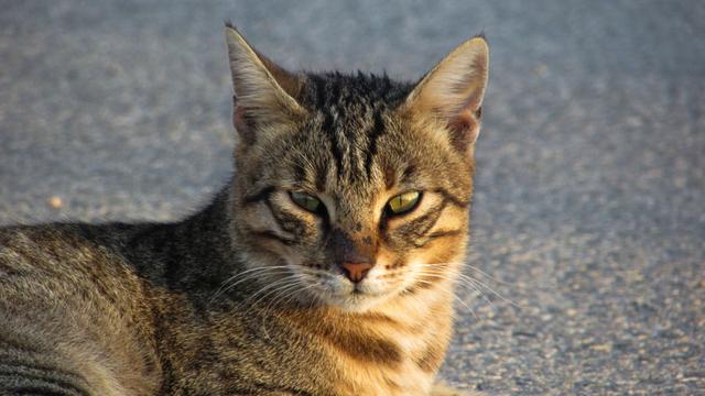 可爱小猫咪 可爱小猫咪（可爱小猫咪卖萌图片） 动物