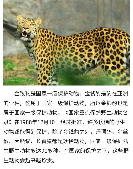 第三只外逃豹子仍未找到杭州动物世界隐瞒金钱豹出逃事实