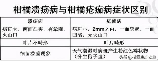 柑橘溃疡病怎么引起的，又要怎么进行防治？教你如何防治3