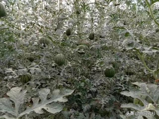 又一个新药上市防治抗性白粉虱、烟粉虱，万无一“虱”，干净彻底6