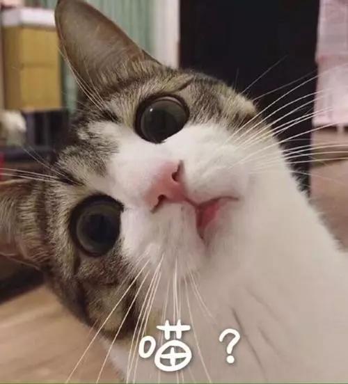 宠物猫图片大全