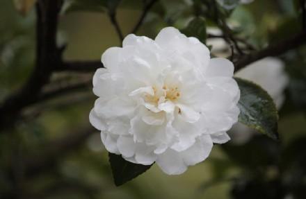 木槿荼蘼大概的意思,落尽荼蘼是什么意思 - 千梦