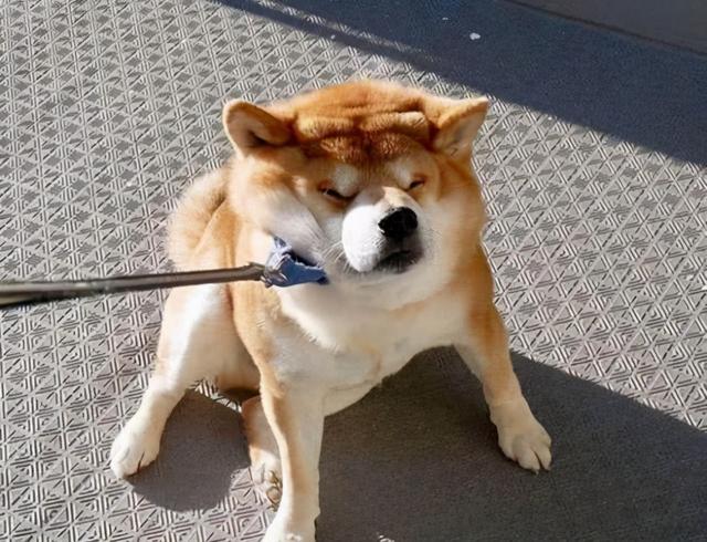 柴犬训练