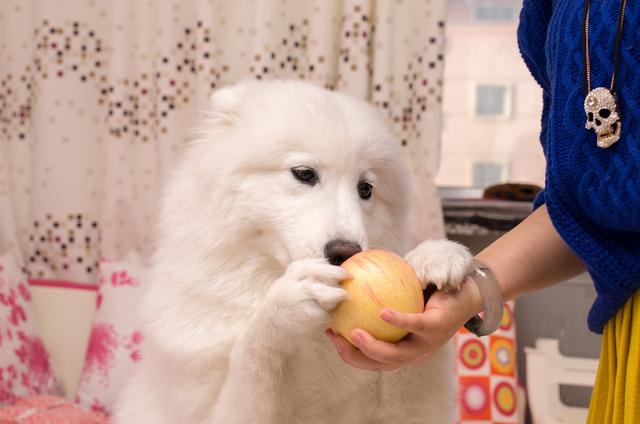 狗粮食