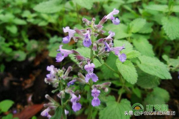 荆芥种植