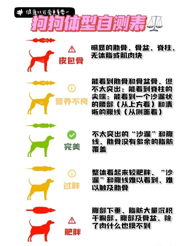 测量狗狗肩高身长图片图片