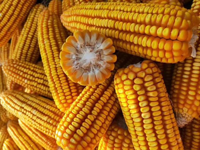 涨40！东北港口率先拉涨